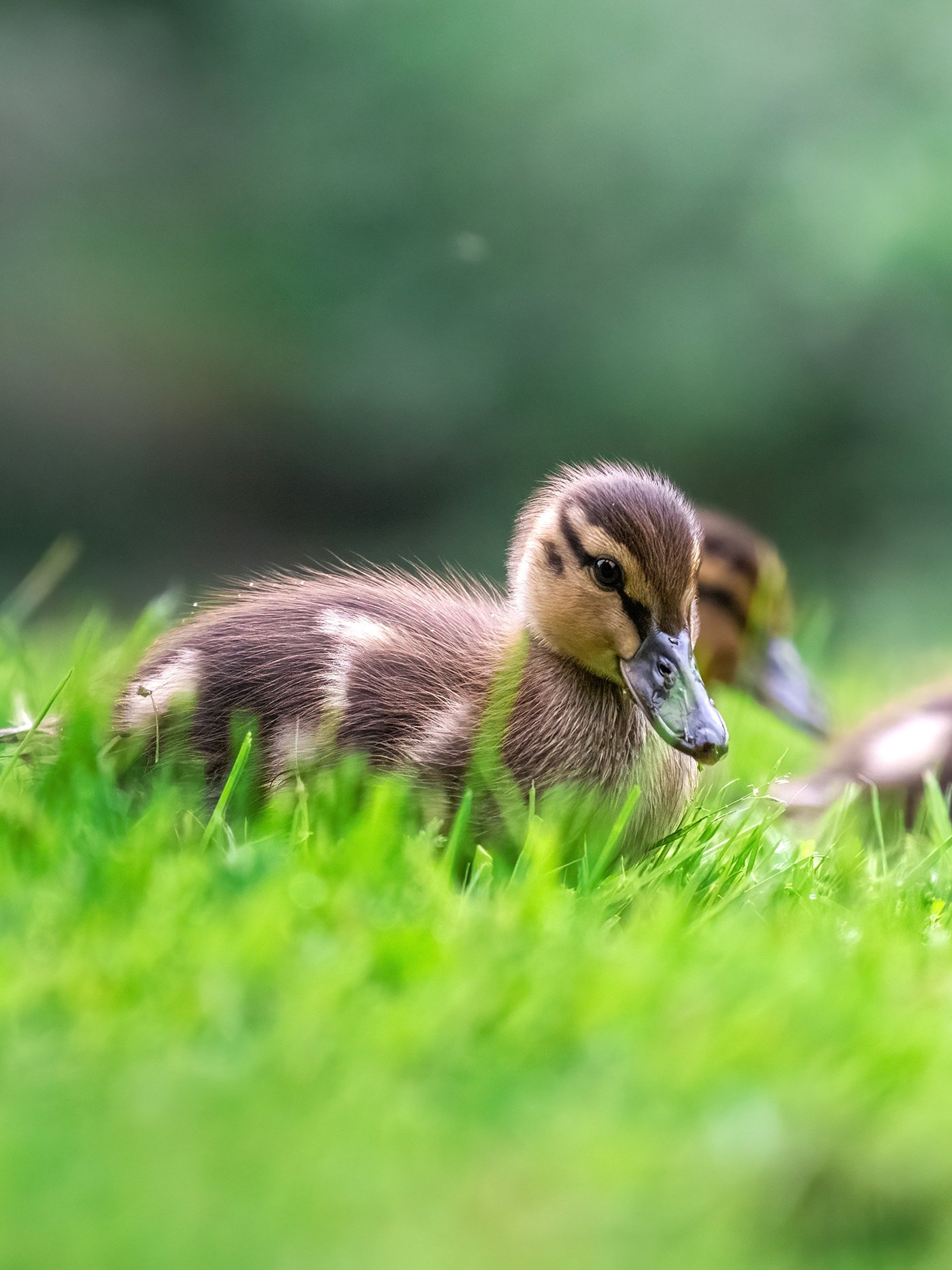 babyduck duck naturephotography trondheim wildlife