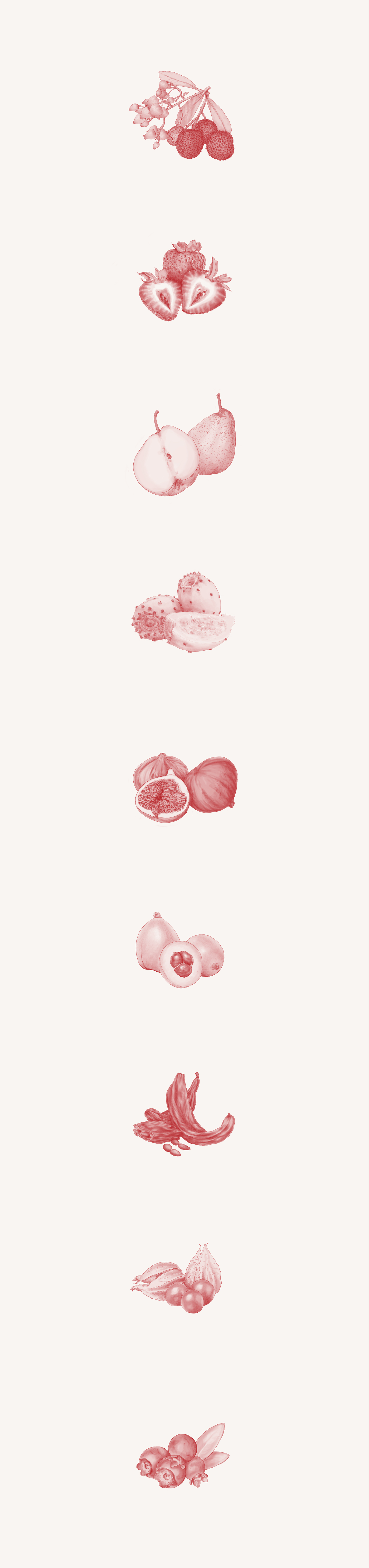 Fruit Drawing  ILLUSTRATION 