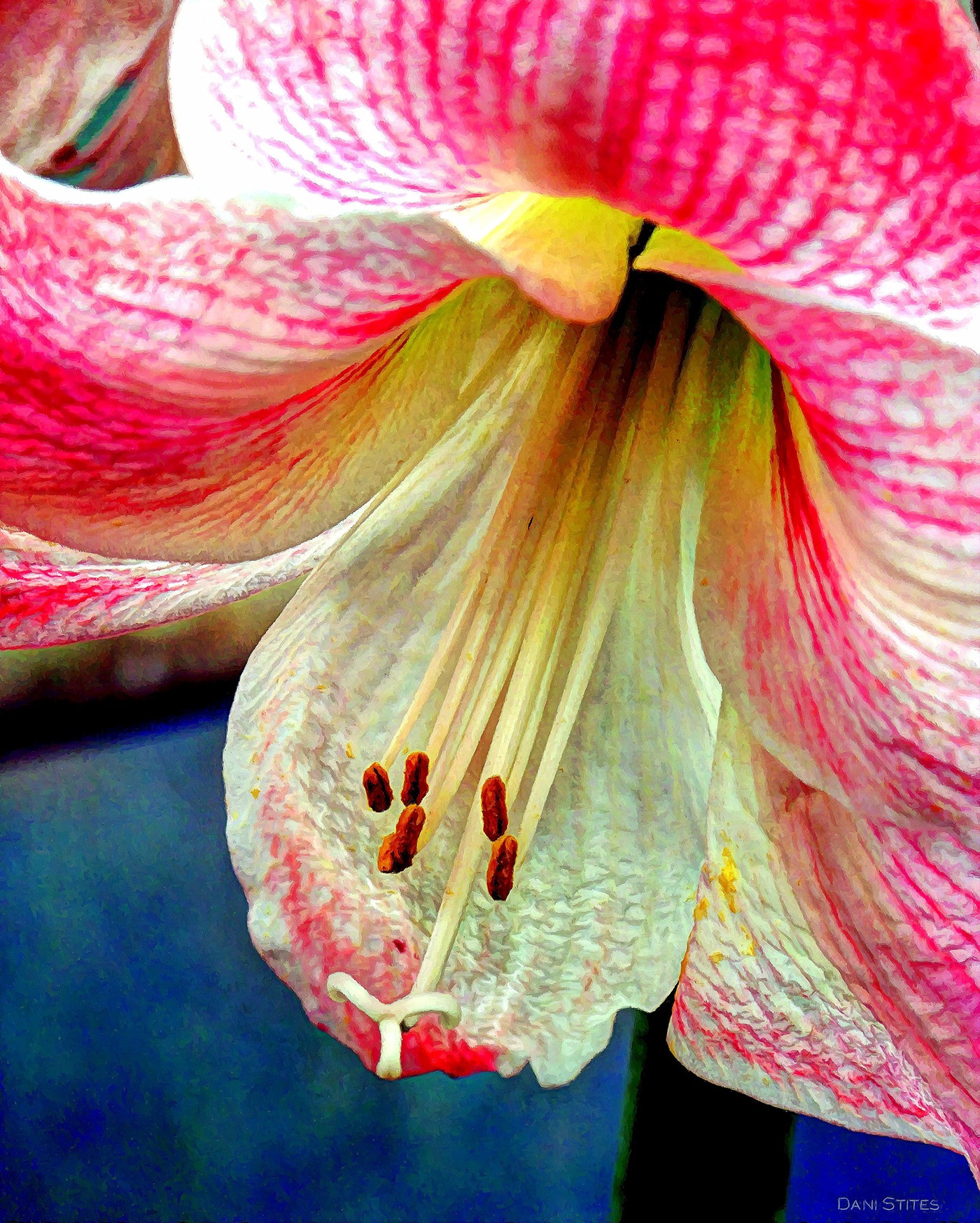 spring Flora Flowers orchids tulips greenhouse fuscia bulbs Amaryllis plants lily