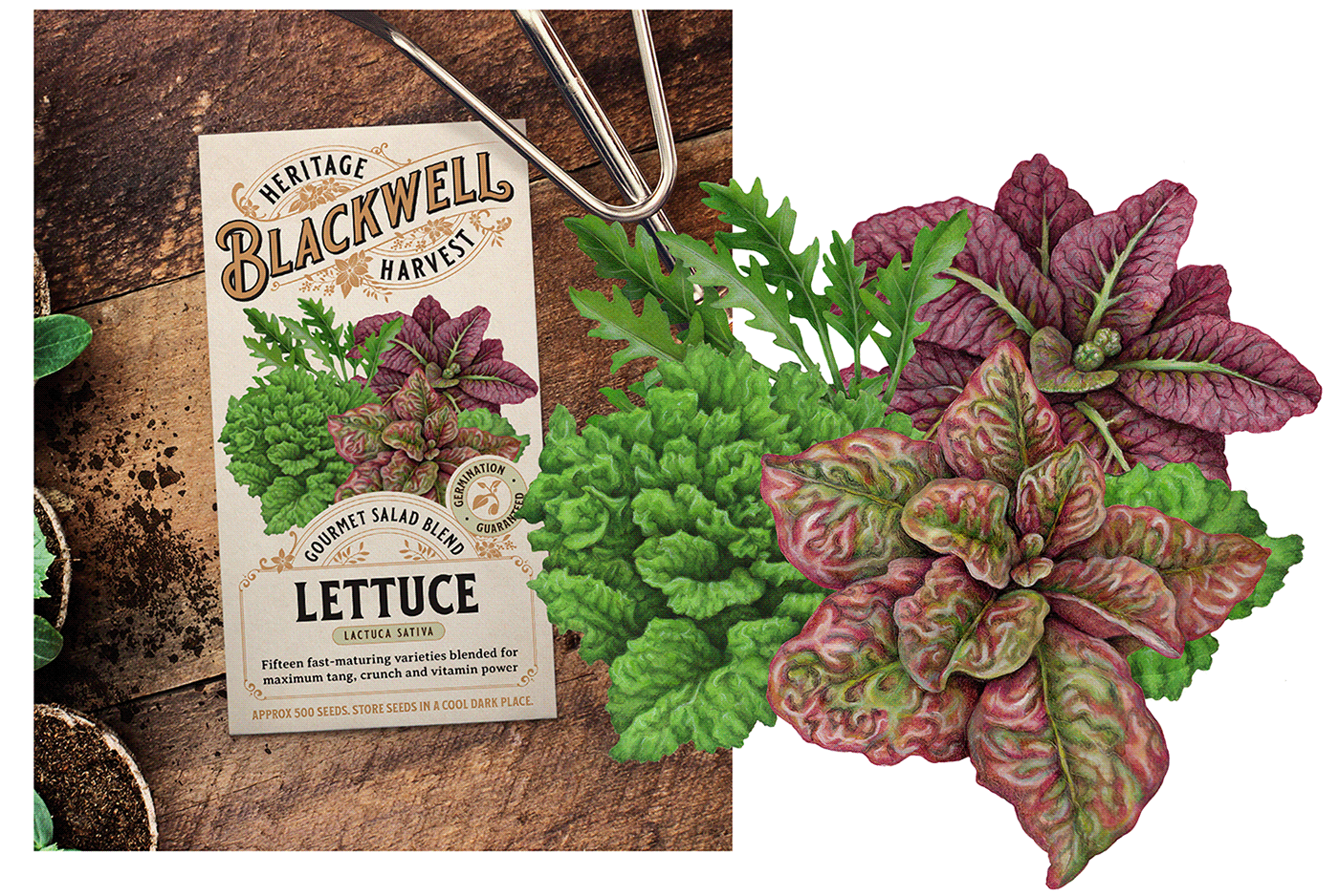 Illustration of a blend of lettuce varieties used on seed packet packaging.