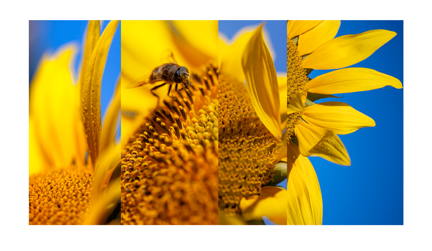 bee Digital Art  Drawing  Flowers friendship Love Nature painting   peace Photography 