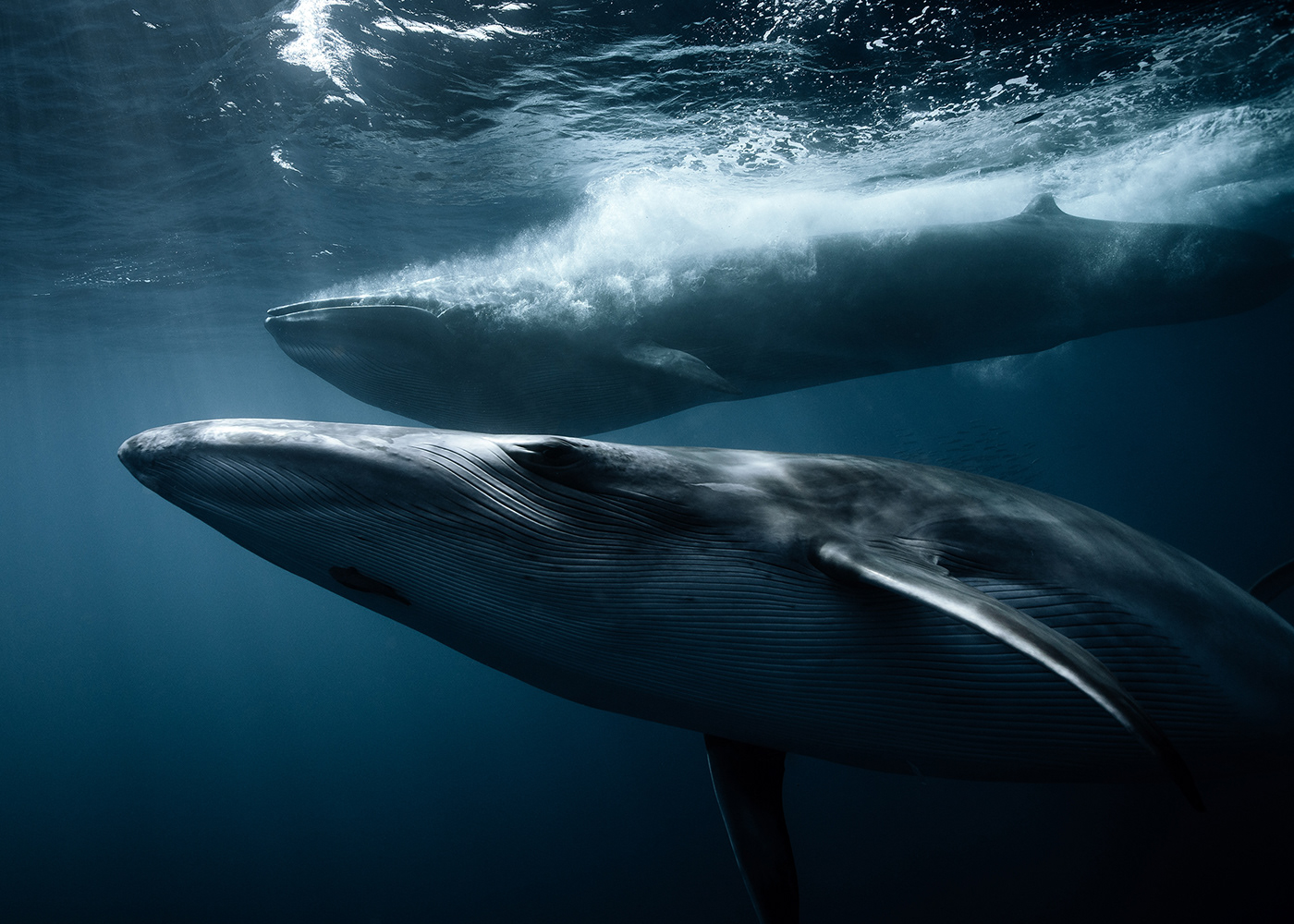 blue humpback marine mammal marlin Nature Ocean Photography  sea underwater Whale
