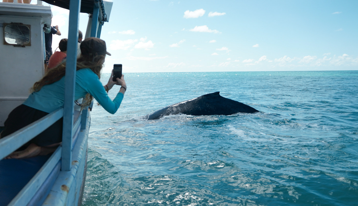 Whale whales jubarte foto Fotografia AVISTAGEM Baleia BALEIAJUBARTE baleias Observação