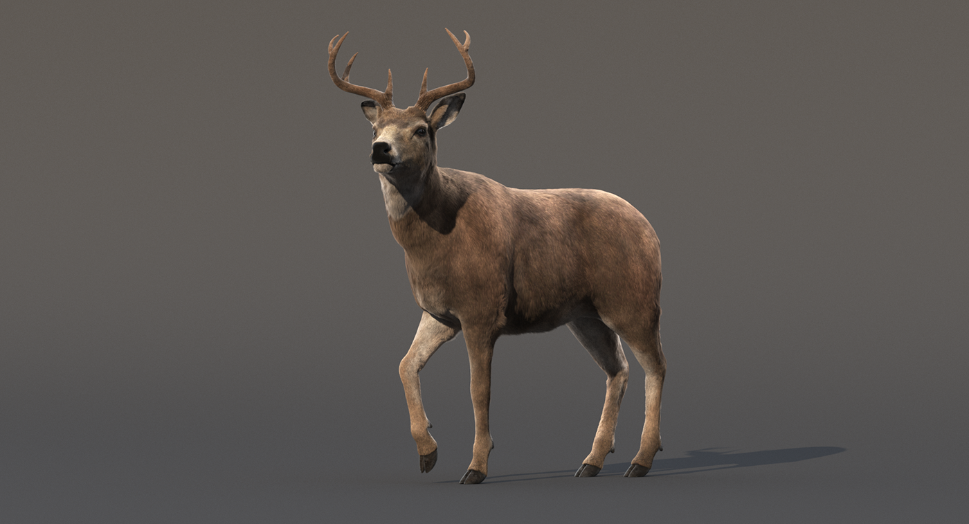 3D deer animation  Render vray animal 3dsmax art movie Fur