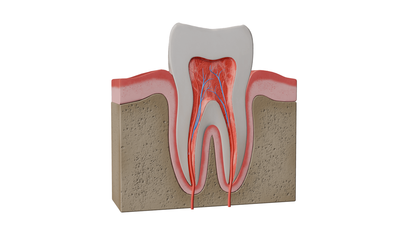 anatomy human anatomy tooth anatomy dental medical Education veins bones anatomy study tooth gums