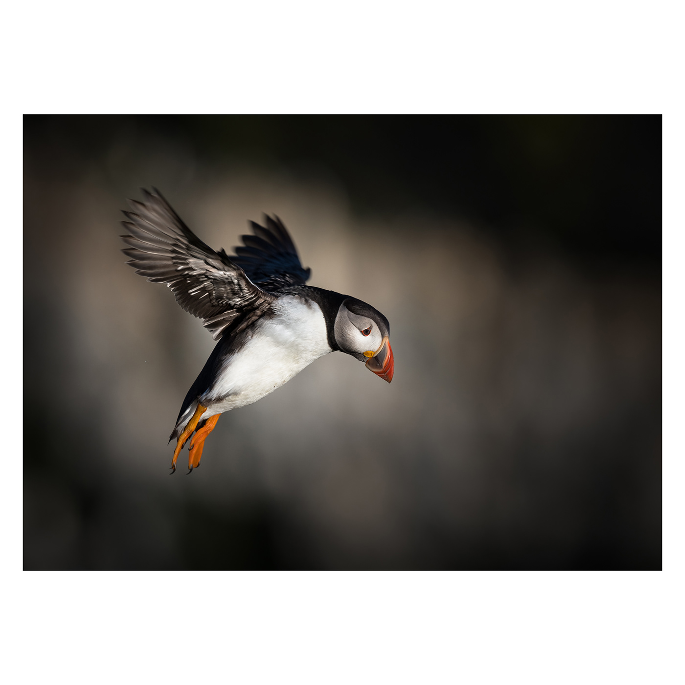 British Wildlife Nature outdoors puffins seabirds skomer wales wildlife