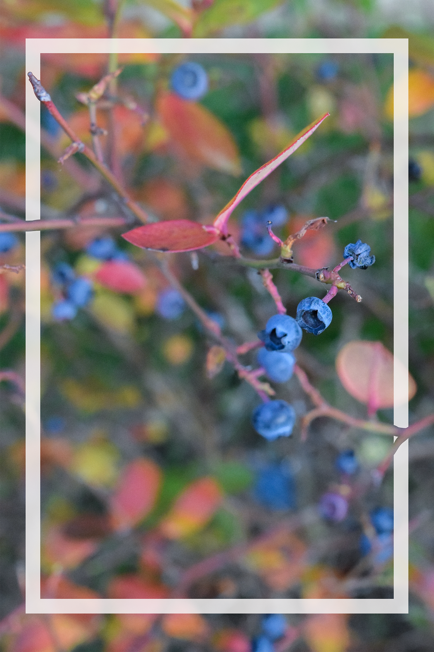 microphotography Fotografia micro borowka berries