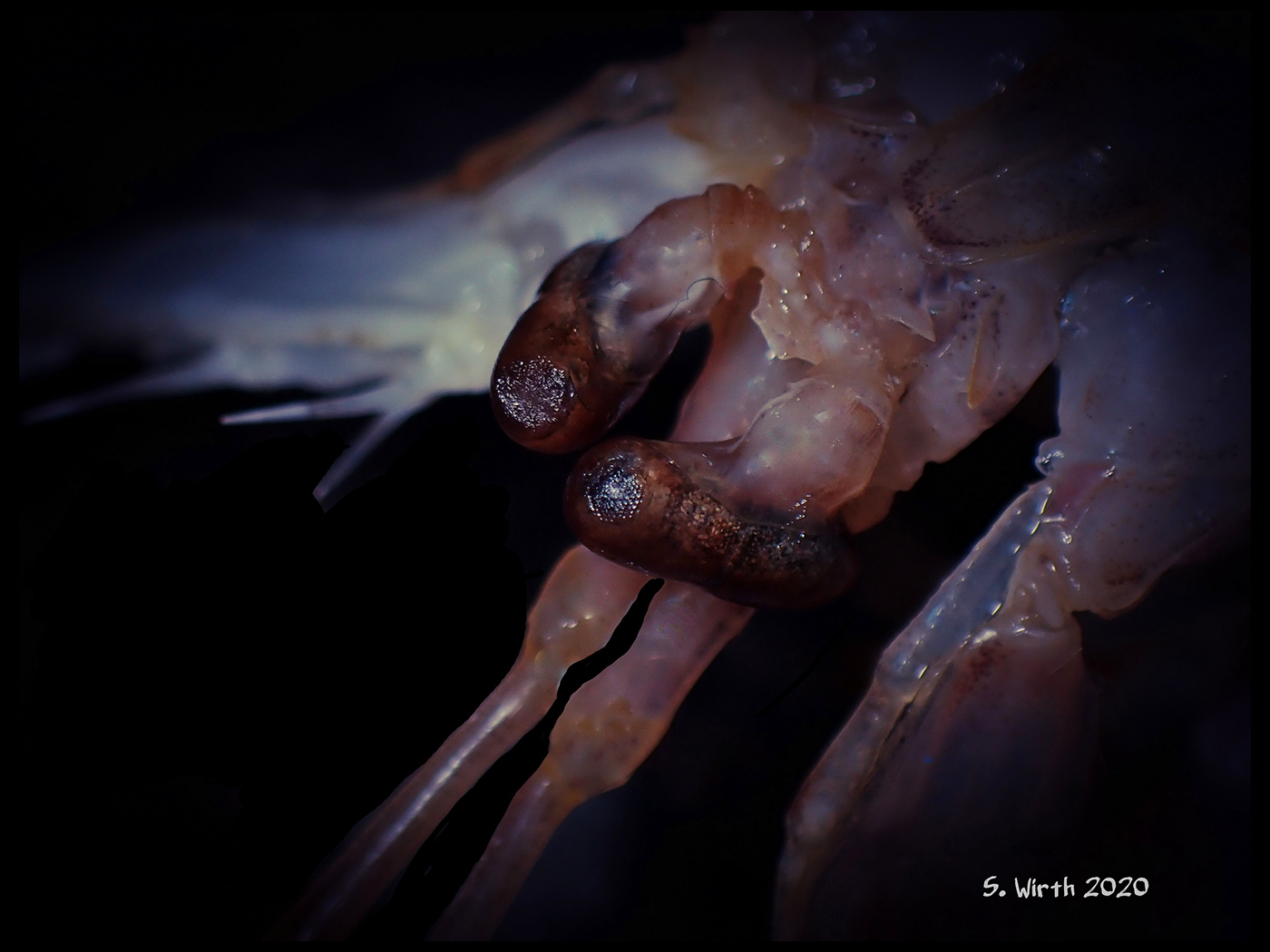 berlin crustacean dead frozen macro November 2020 Squilla mantis Stefan F. Wirth