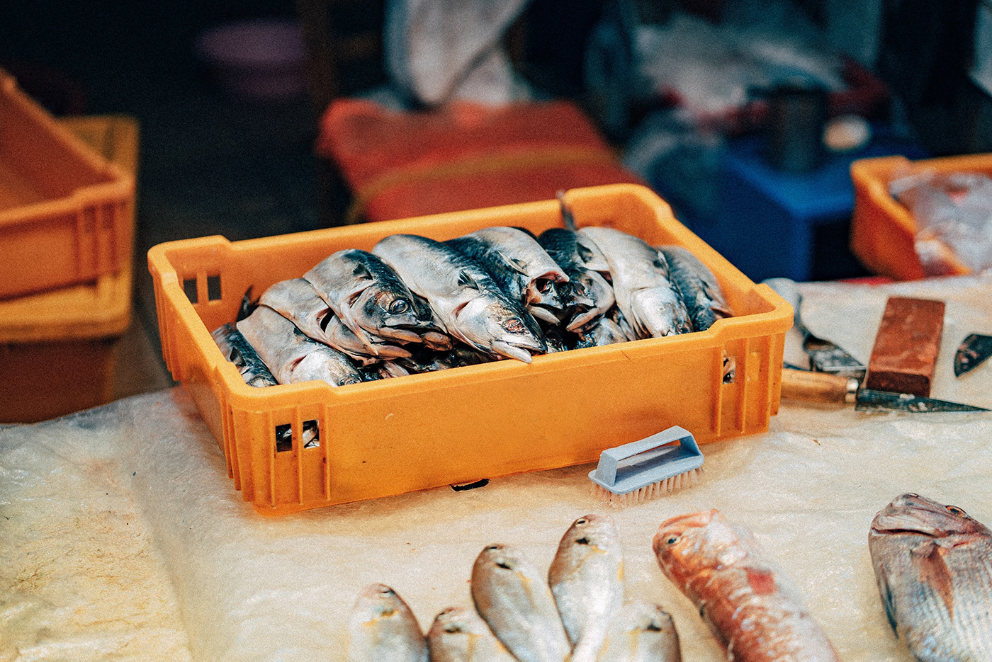 brand branding  can design fish graphic minimal Packaging sardines tuna Adobe Portfolio
