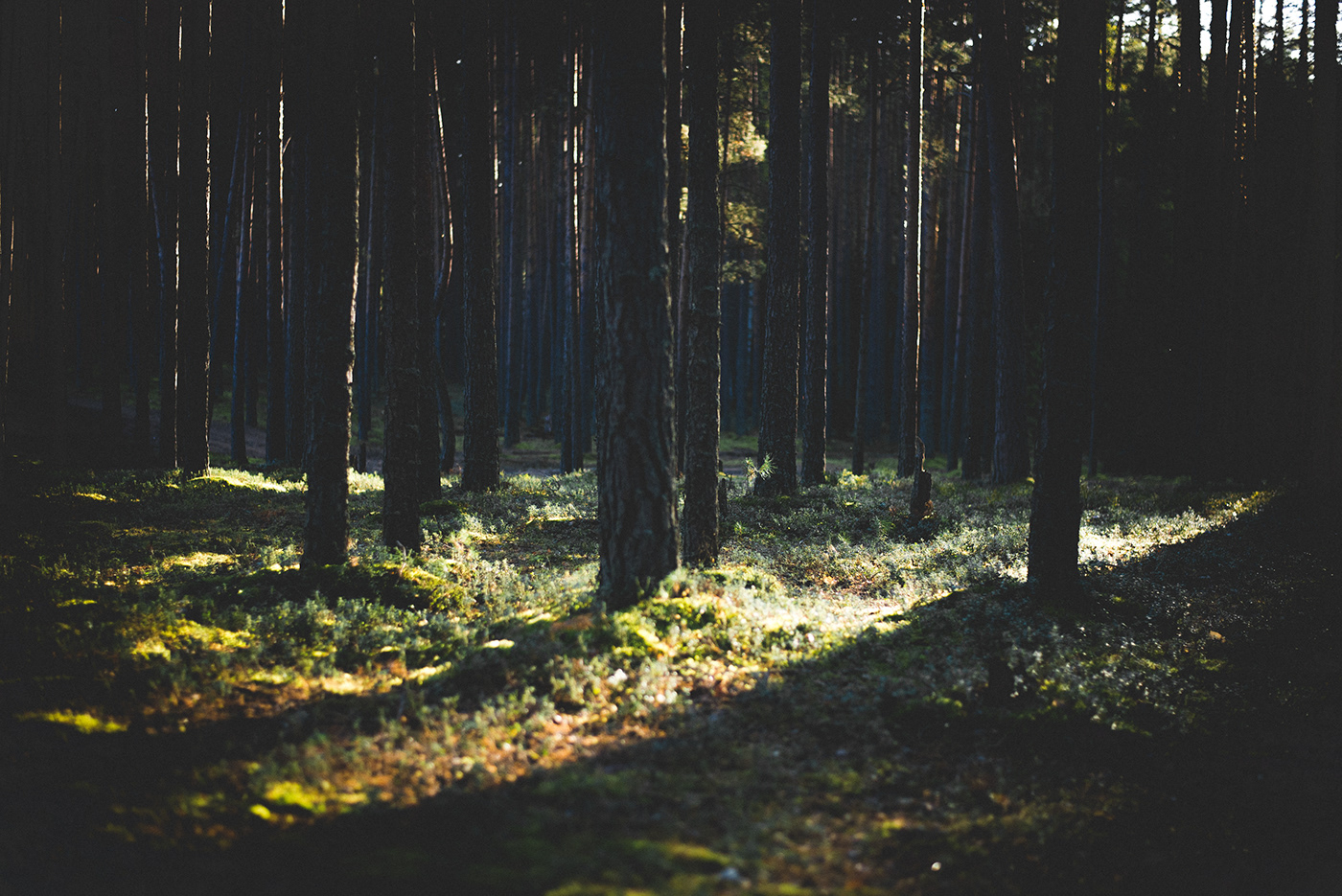 darklands forest Russia woods