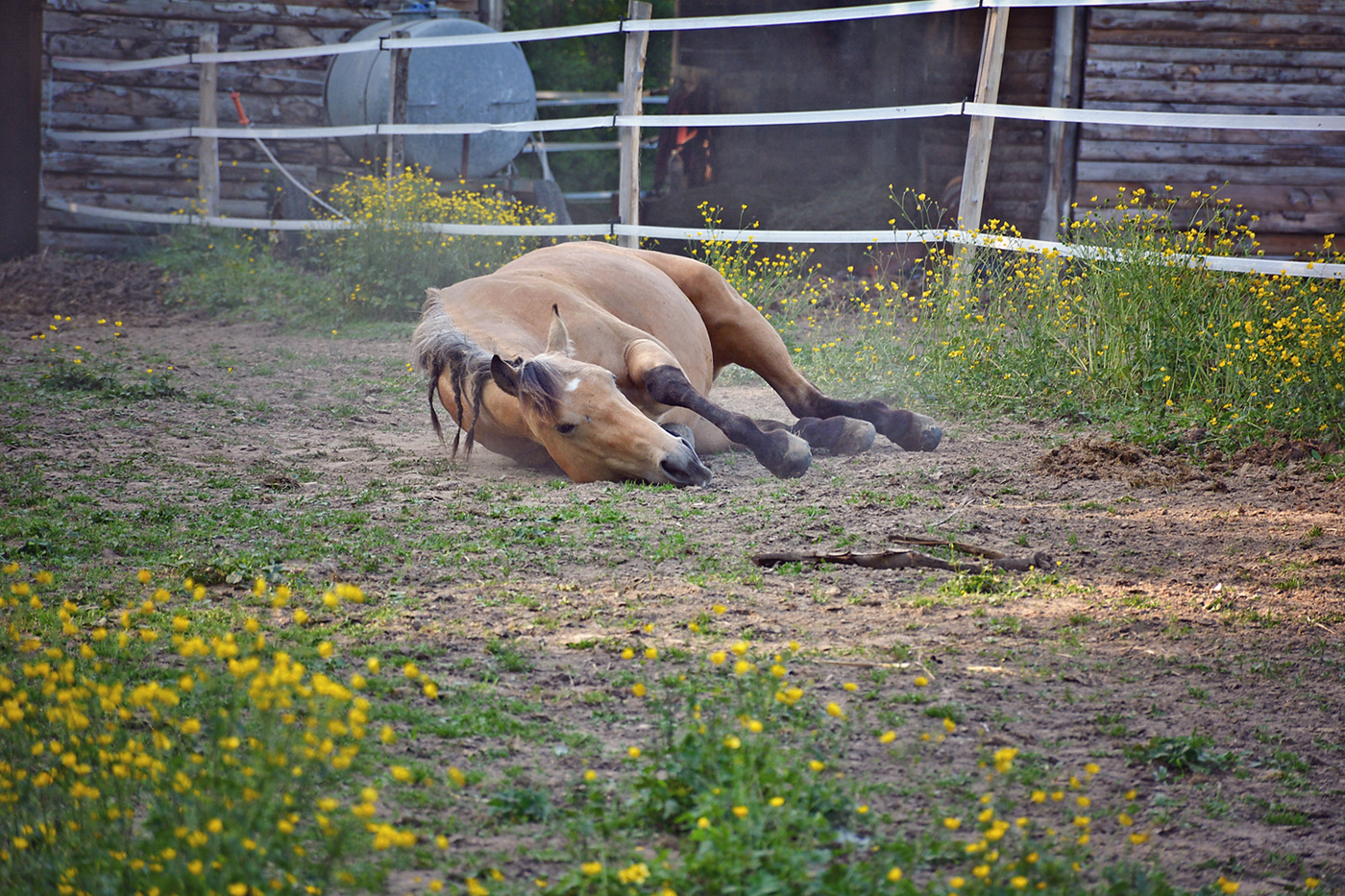 horse quarter horse pony life ranch western american