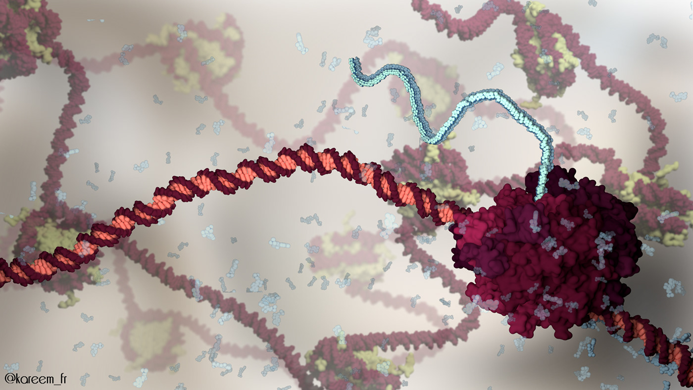 biochemistry biology Cell DNA Education molecular biology protein RNA science Transcription