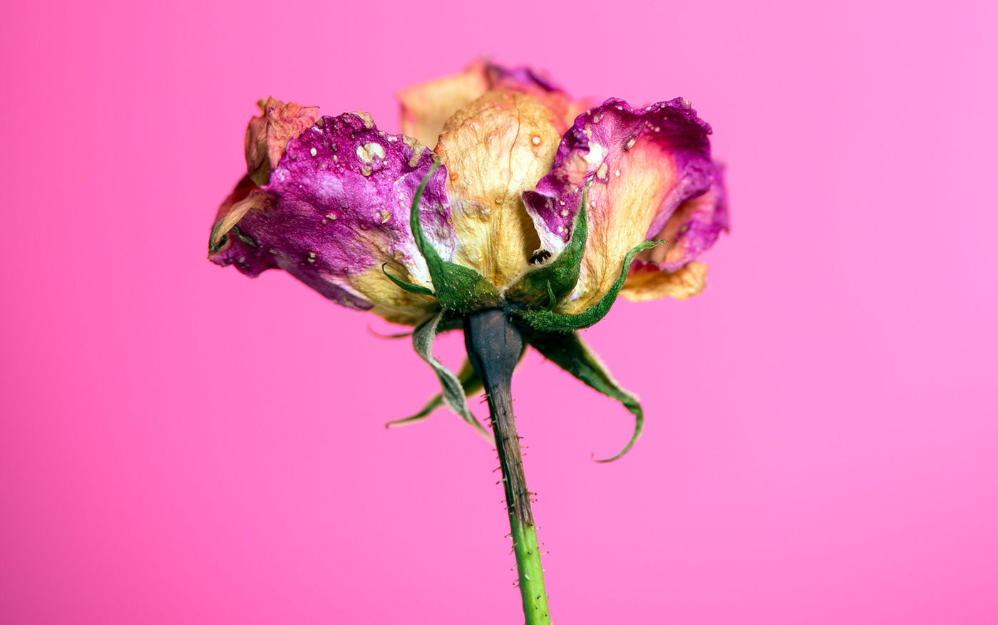Flowers spleen Melancholy skull pastel objectphoto Photography  Digital Art  magenta art