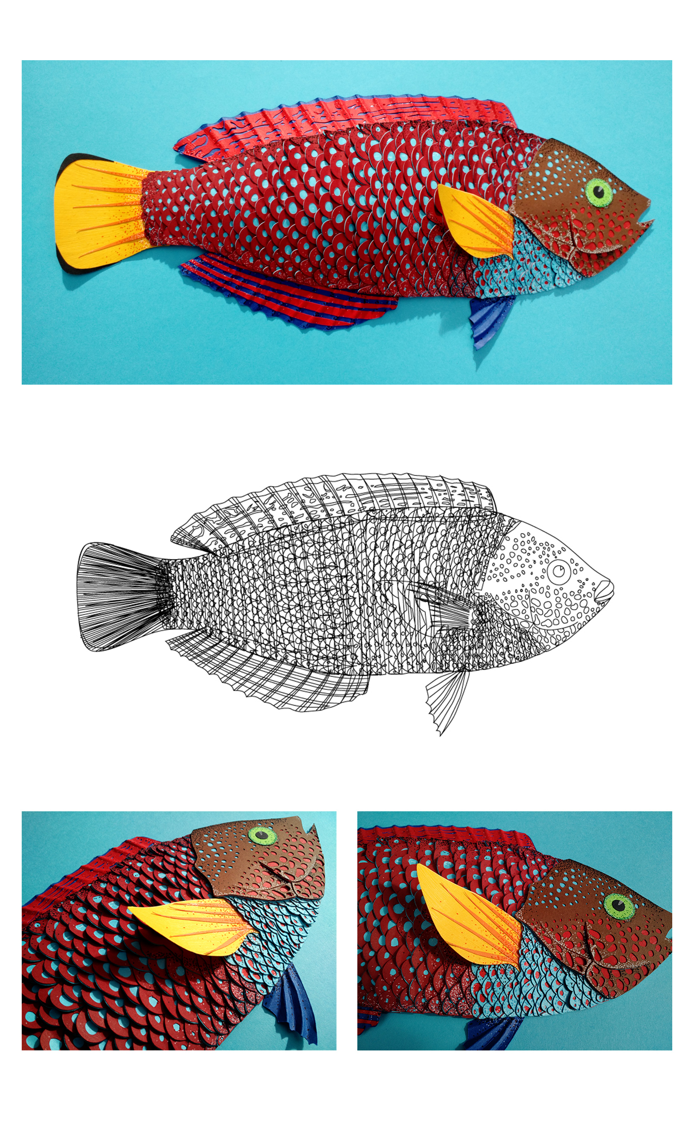 fish paper papercraft colombia Anampses cuvier scientific ILLUSTRATION 