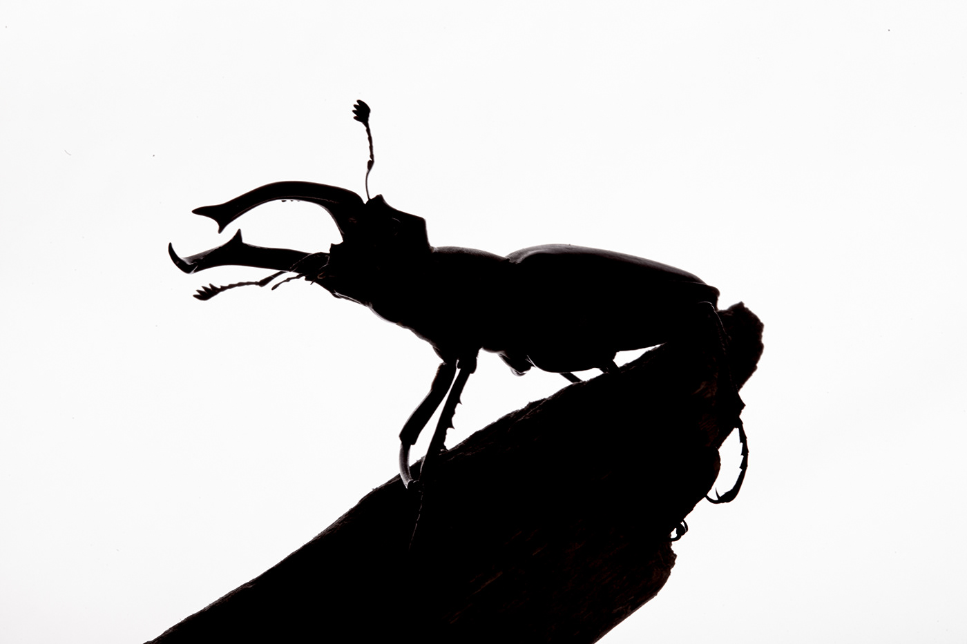 hard work concept creative insect macro clsoeup stug beetle