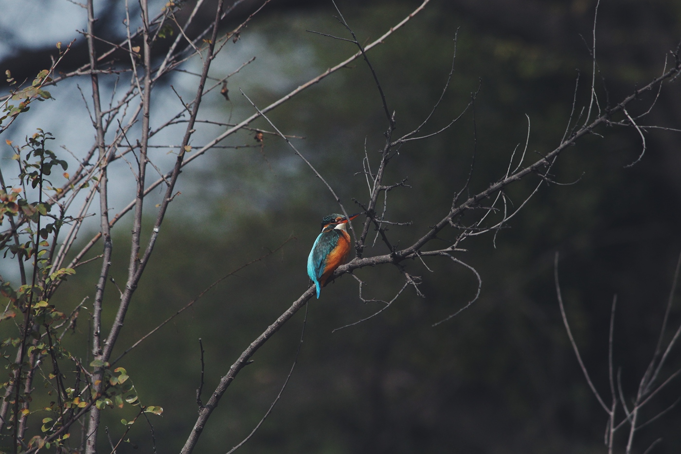 Bharatpur Rajasthan KeoladeoNationalPark Birding birdwatching Rajasthan India