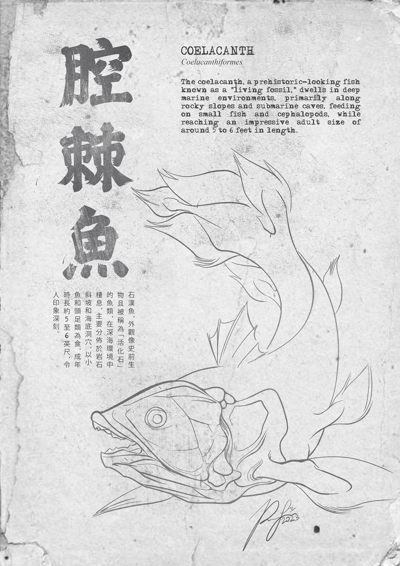 fish animals water sea dolphin Ocean Whale jellyfish