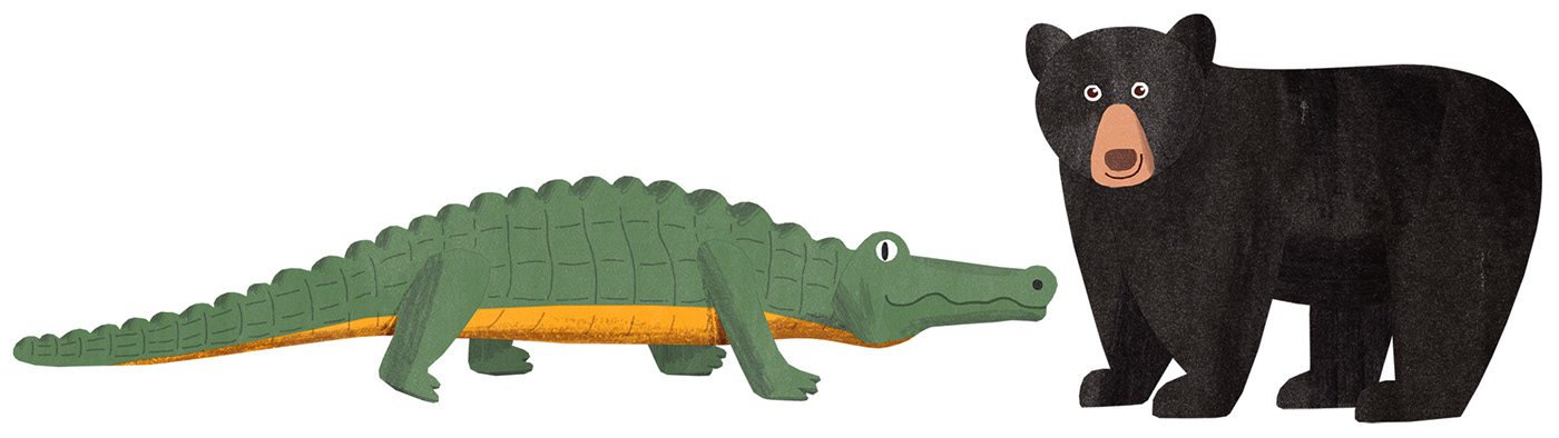 Wild animals ABC: Illustration process. Crocodile and bear.