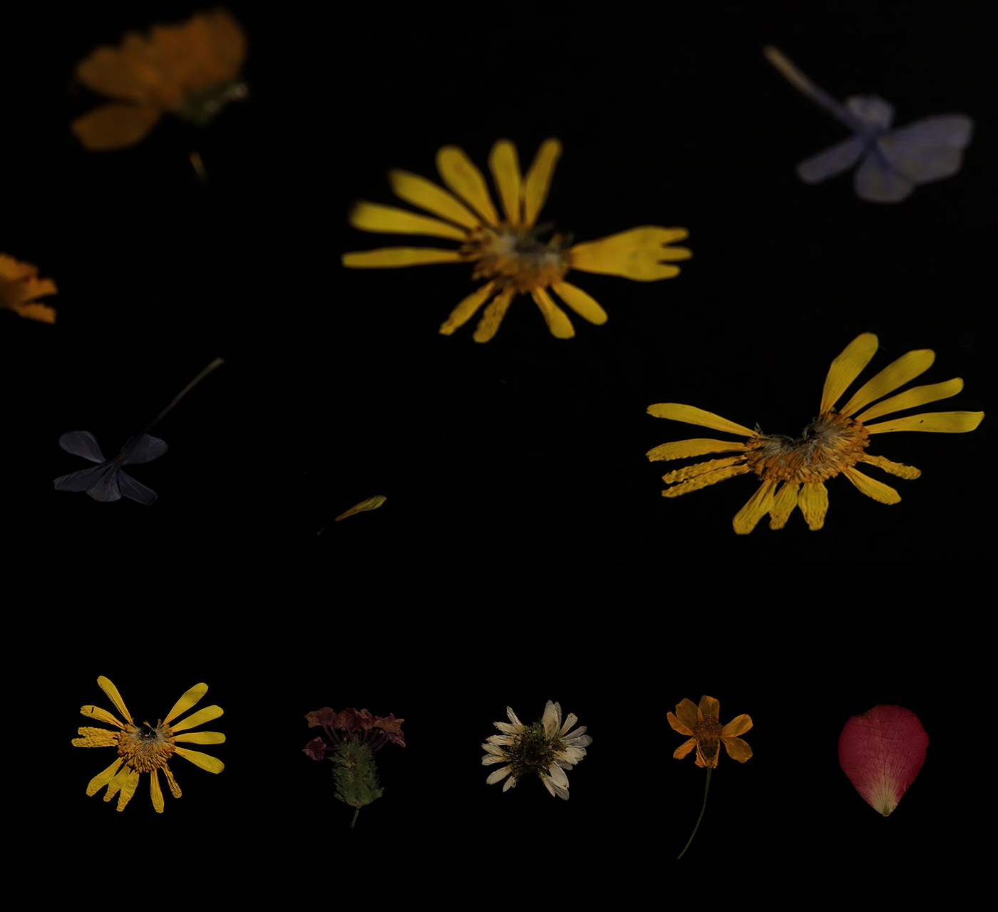 animation  stop motion stop motion animation experimental abstract Flowers Nature Pixelation Film   experimentalvideo