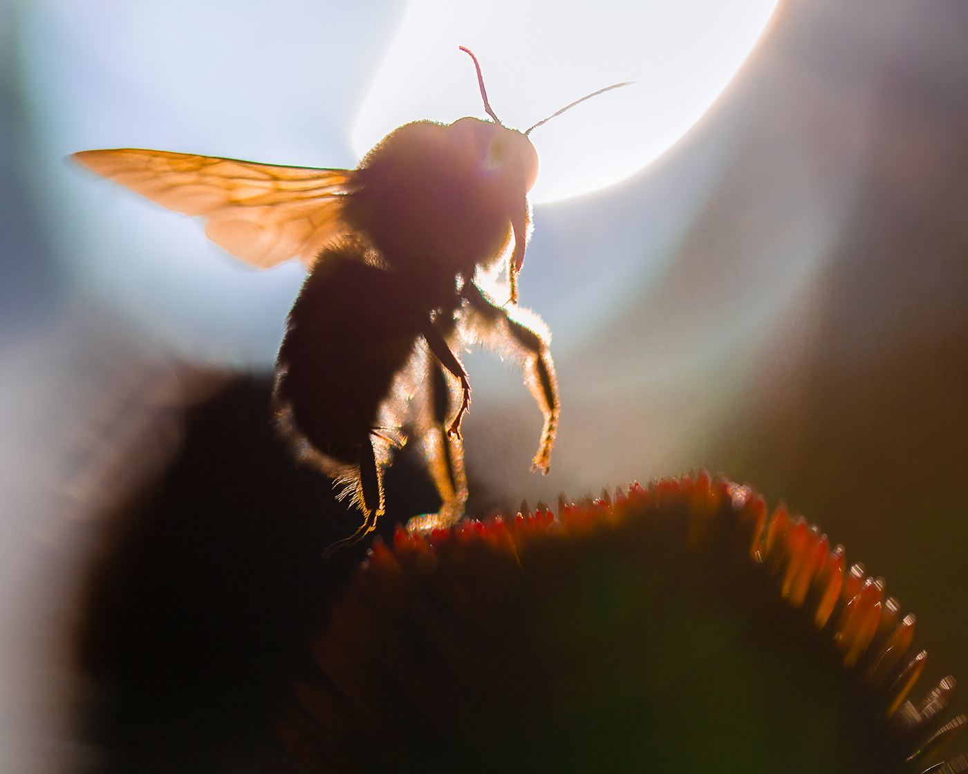 frozen on takeoff and silhouetted against the sun, a bumblebee takes flight.
