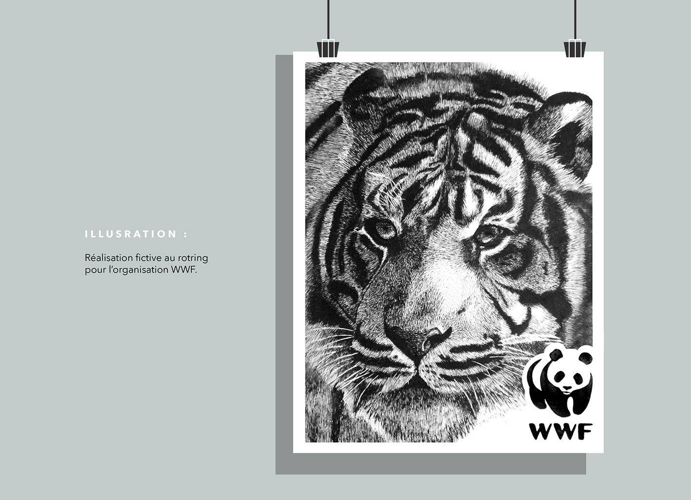 tigre ILLUSTRATION  Rotring dessin WWF