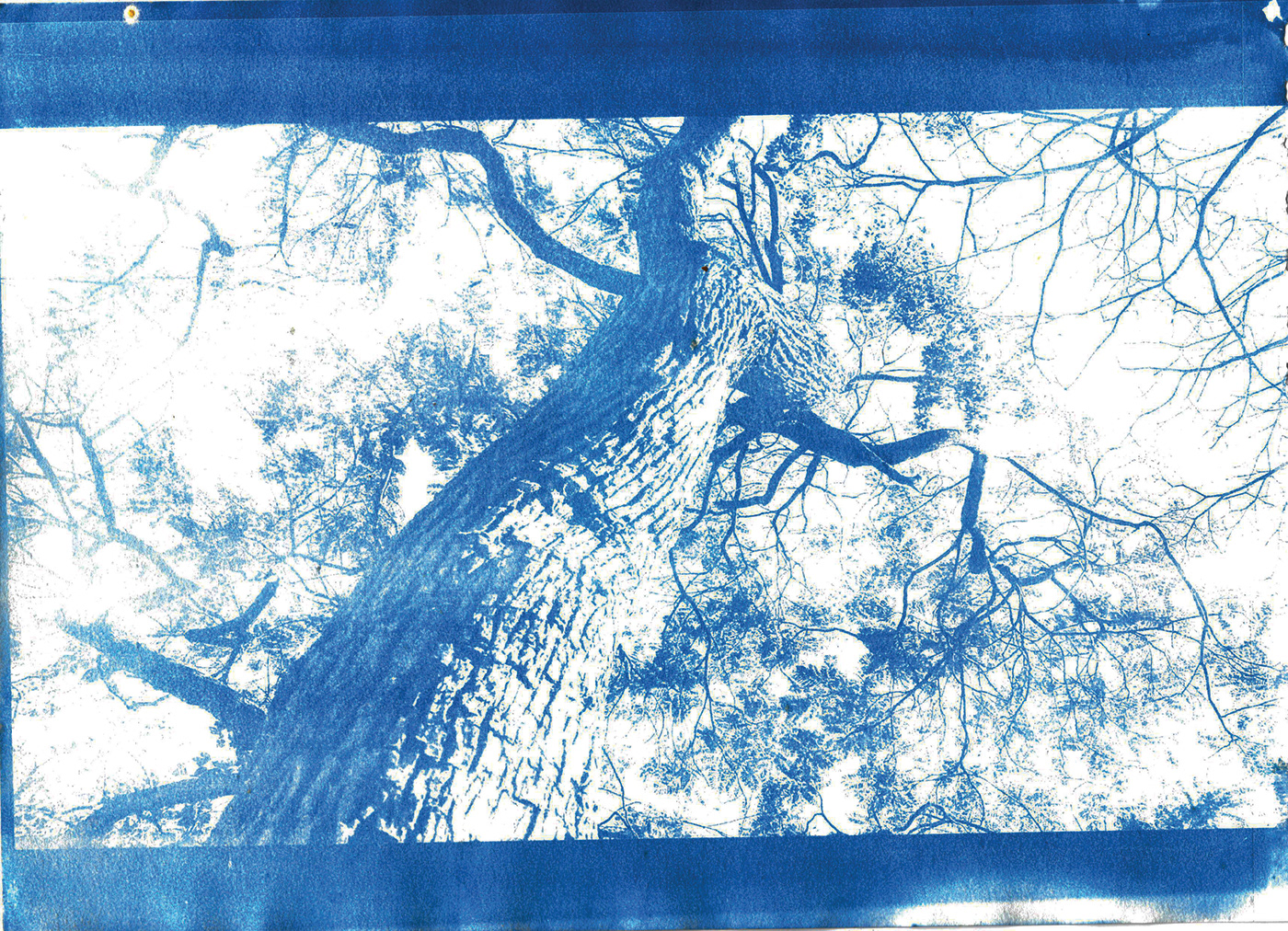 cyanotype blue cyan print ecological