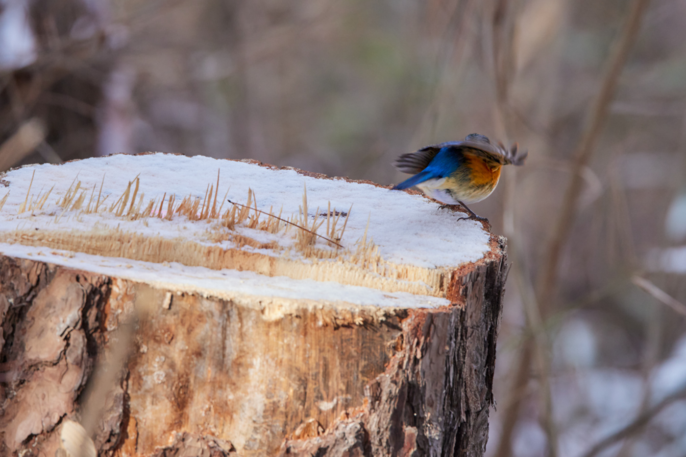 animal animals bird blue BlueBird cute forest Nature Photography  woods
