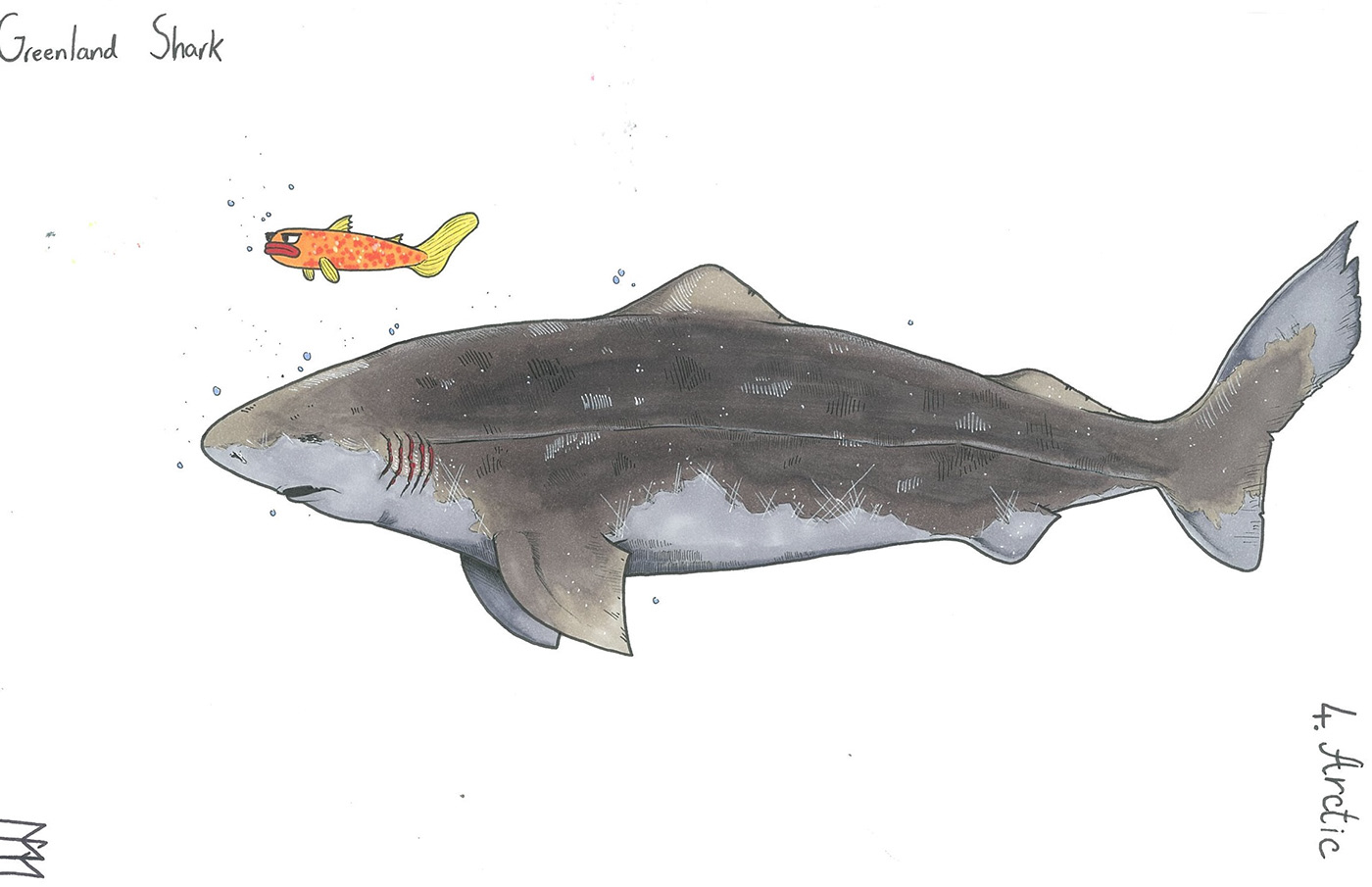 Drawing  sharks sharkweek