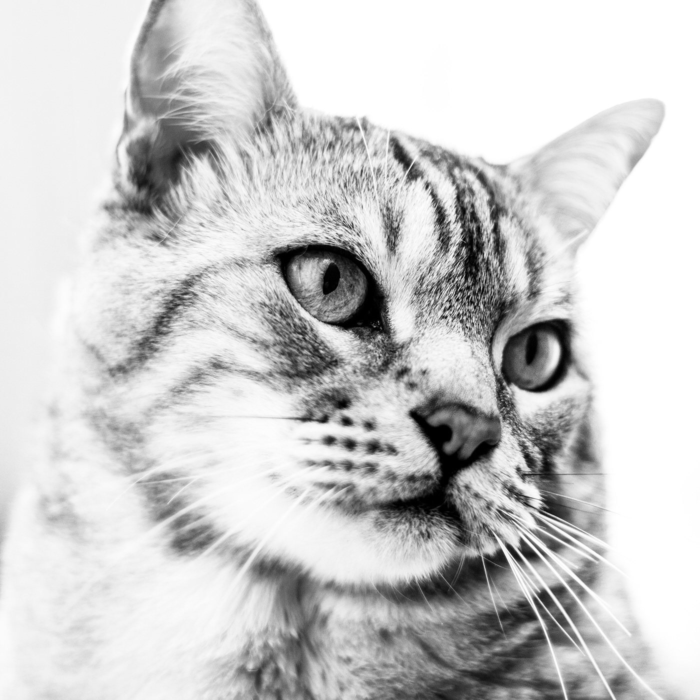 Canon Cat digital photography  lightroom Nature Pet photographer Photography  photoshop