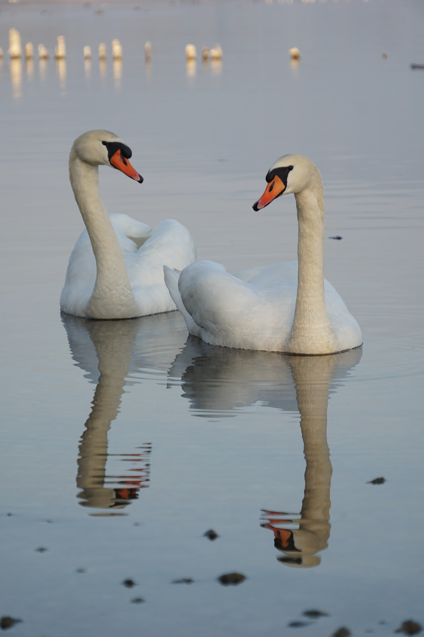 bodensee lake swan