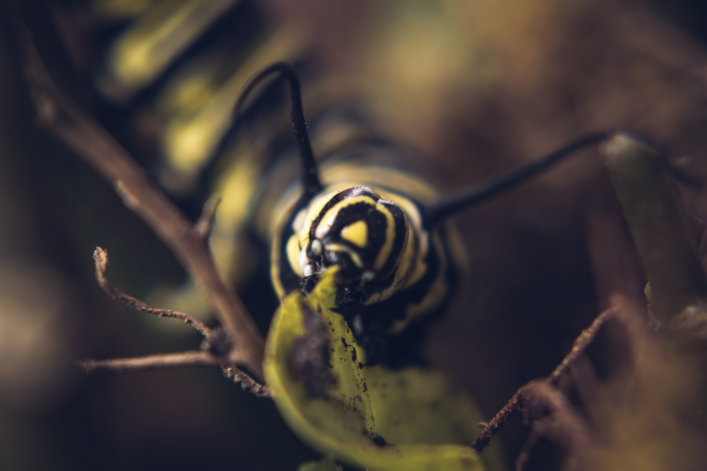 macro Photography  photographer closeup Nature caterpillars Nikon texture darkness