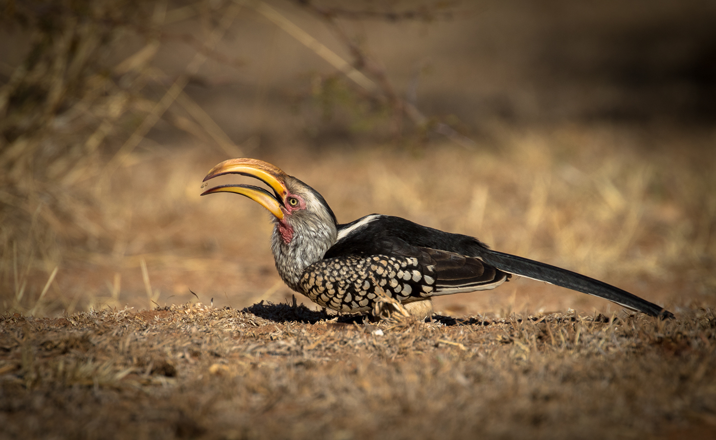 bird birds hornbill animals outdoors Nature wildlife africa south africa conservation