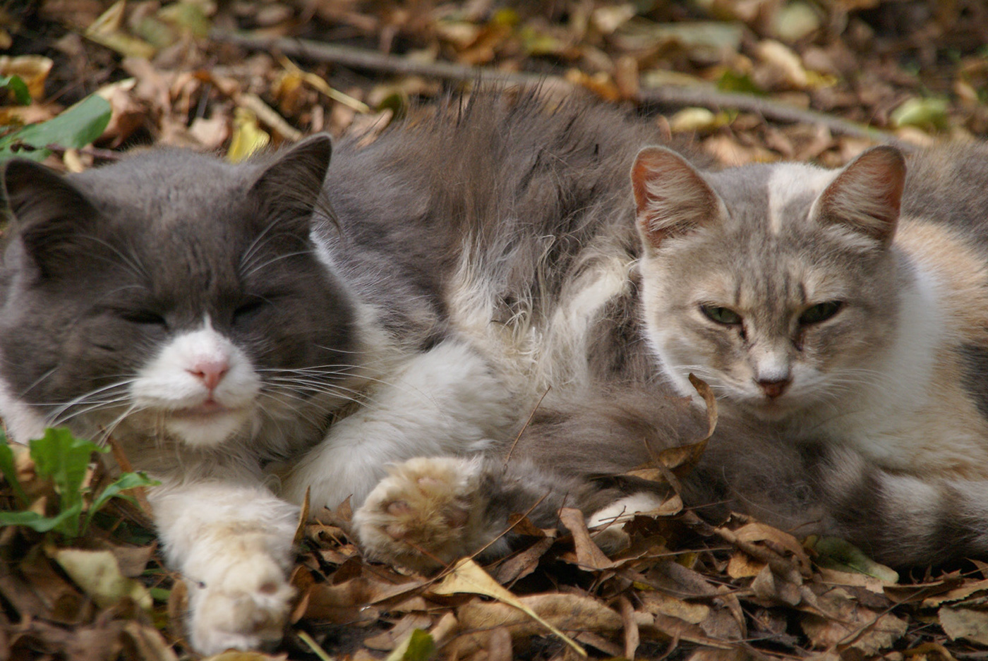 autumn Cat stray cats