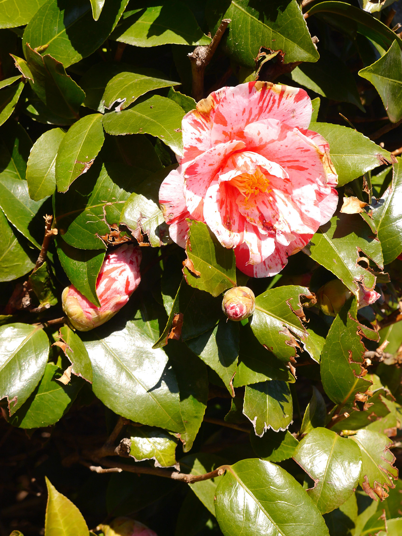 flower Camellia rose