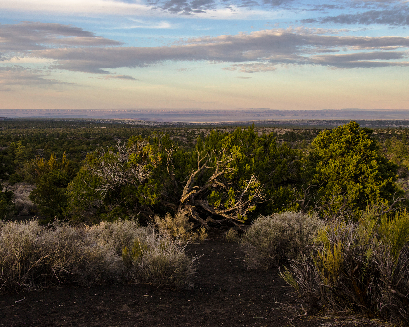 plants desert landscapes national parks southwest