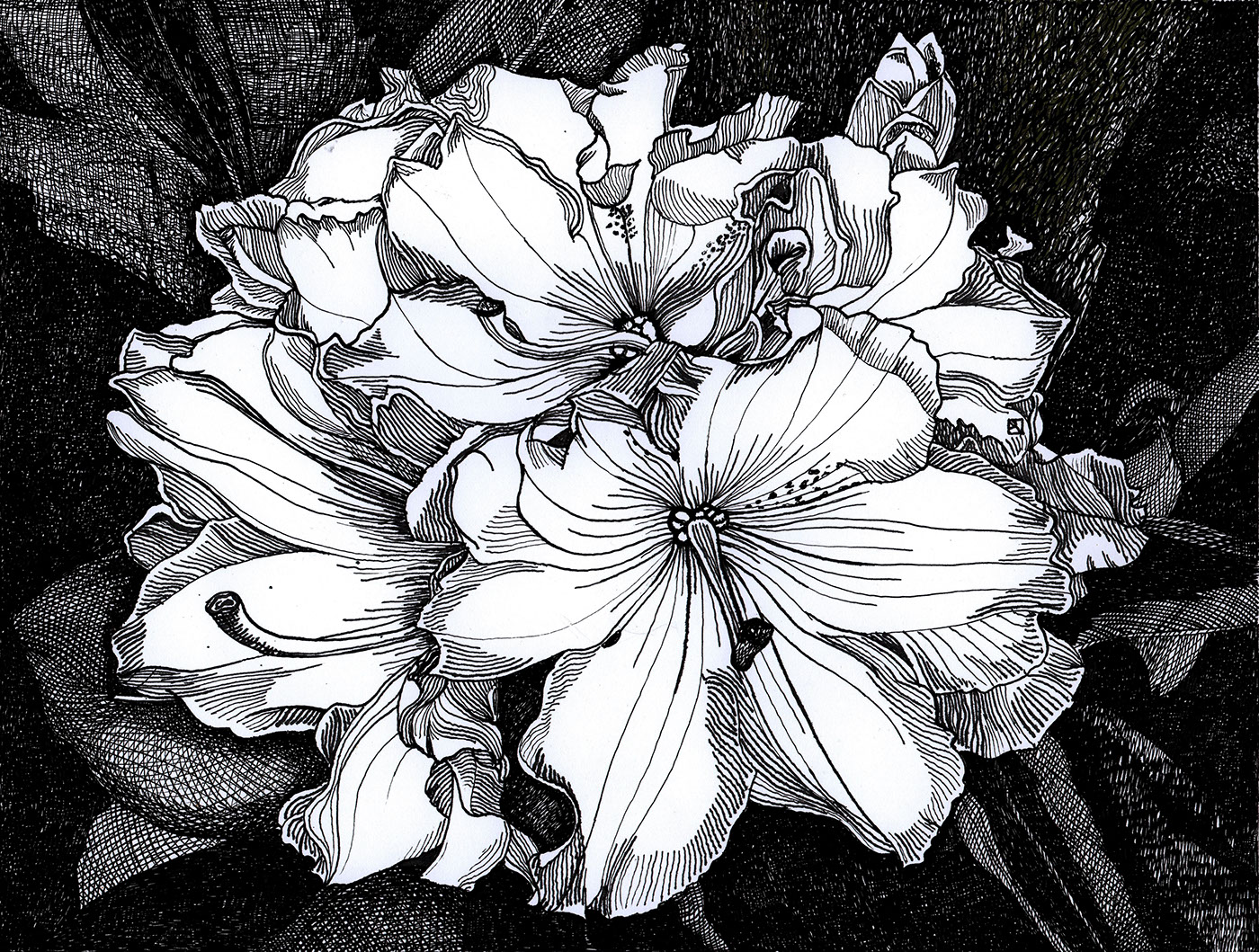 pen and ink ink drawings realistic Illustrative delicate details Flowers leaves nature rhythms original handmade  unique art