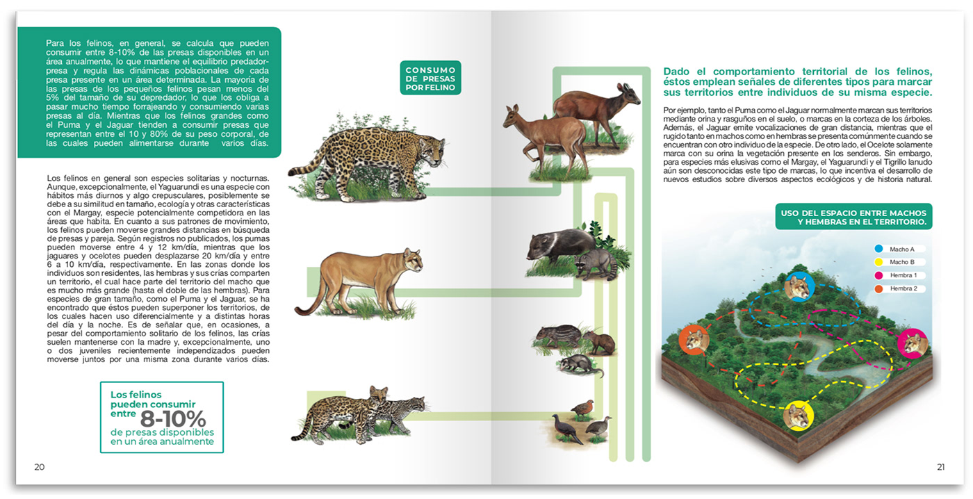ilustracion Felinos book ilustración científica udea