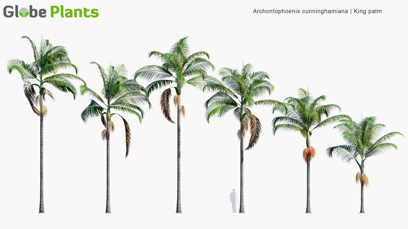 coronarenderer globeplants HDRI palm renderer Tropical visualization