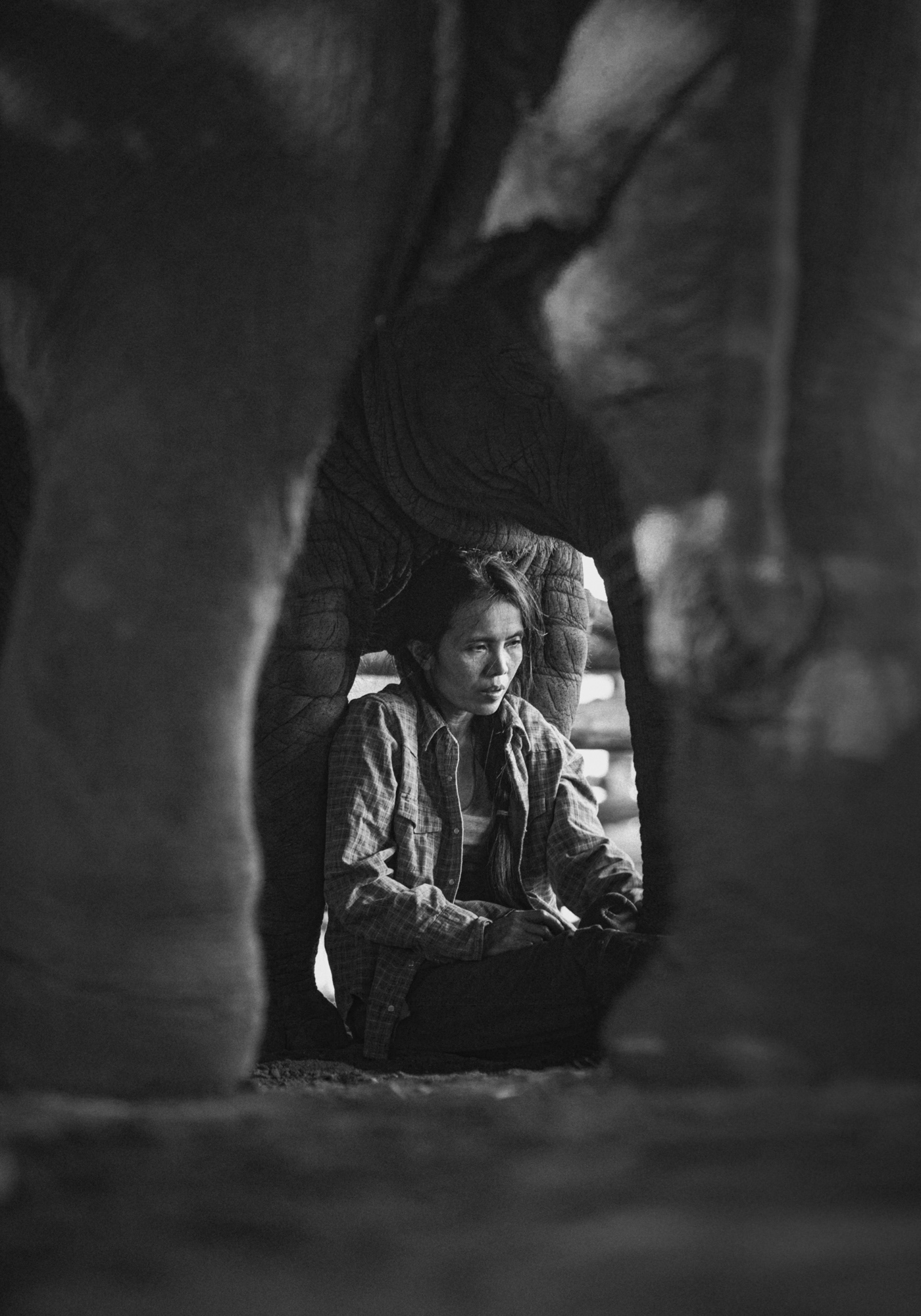 asia Asian Elephant elephant Photography  sanctuary Thailand