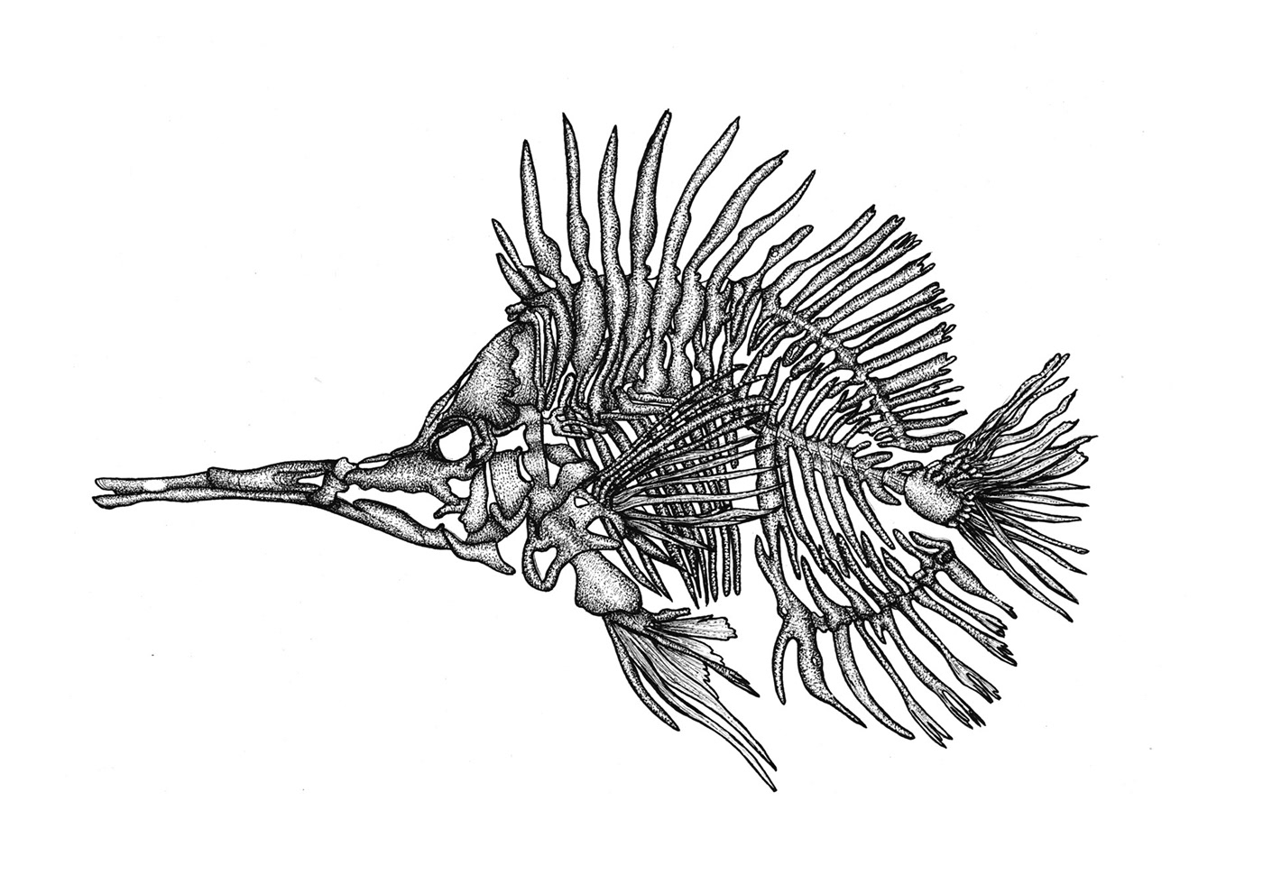 dotwork dotworktattoo fishdesign fishdrawing fishskeleton fishskull Pointillism skeleton stippling tattoodesign  