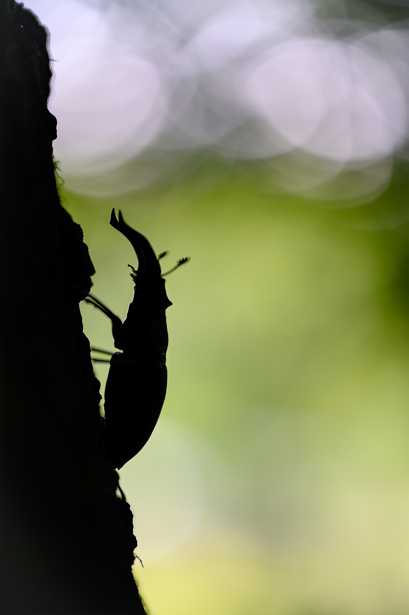 hirschkäfer Insects Insekten Nature naturephotography stag beatle wildlife wildlifephotography lucanus cervus