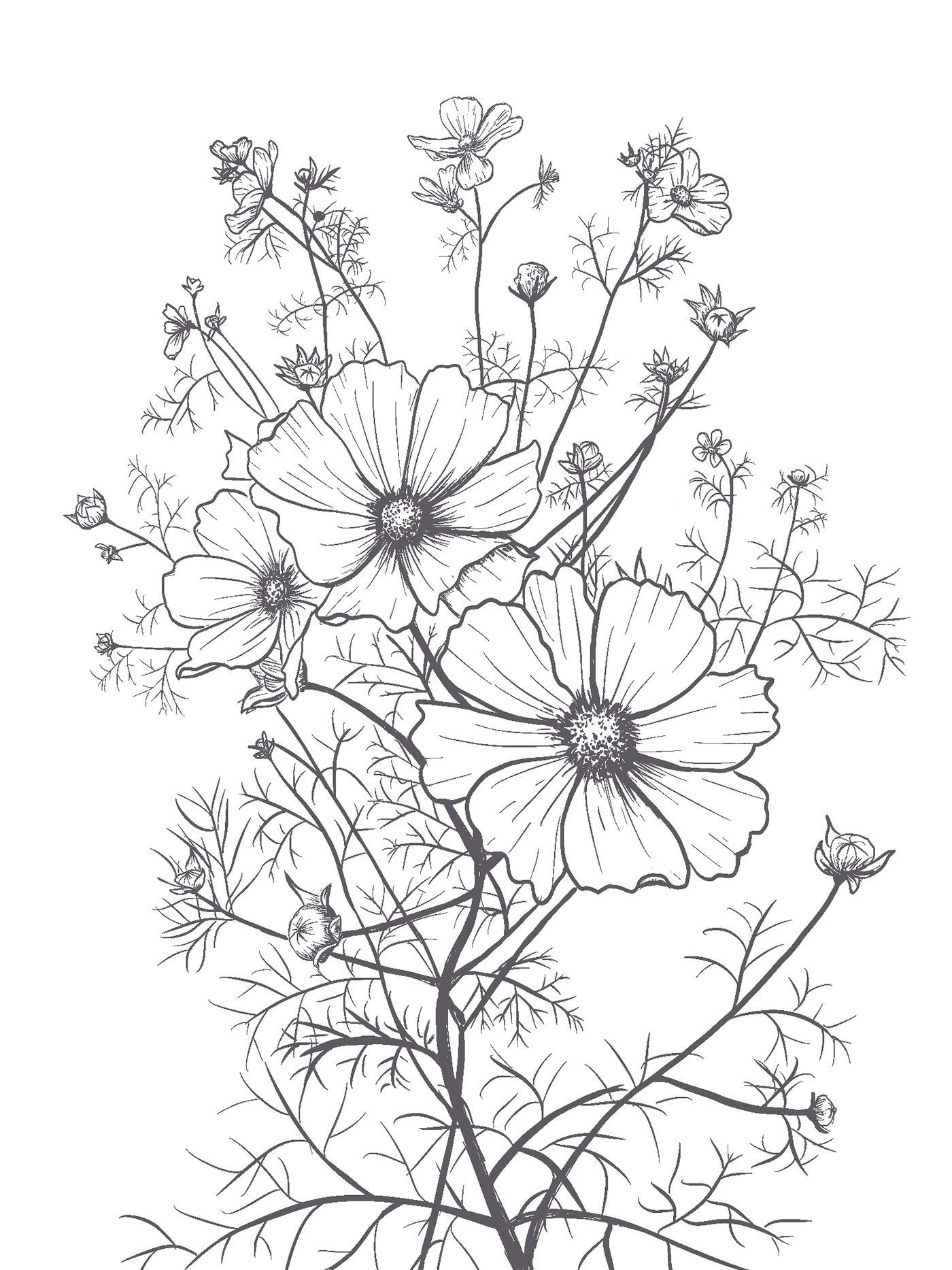 botanical drawing botanical illustration botanical sketch cosmos Drawing  Drawing flowers ILLUSTRATION  Procreate sketch sketches