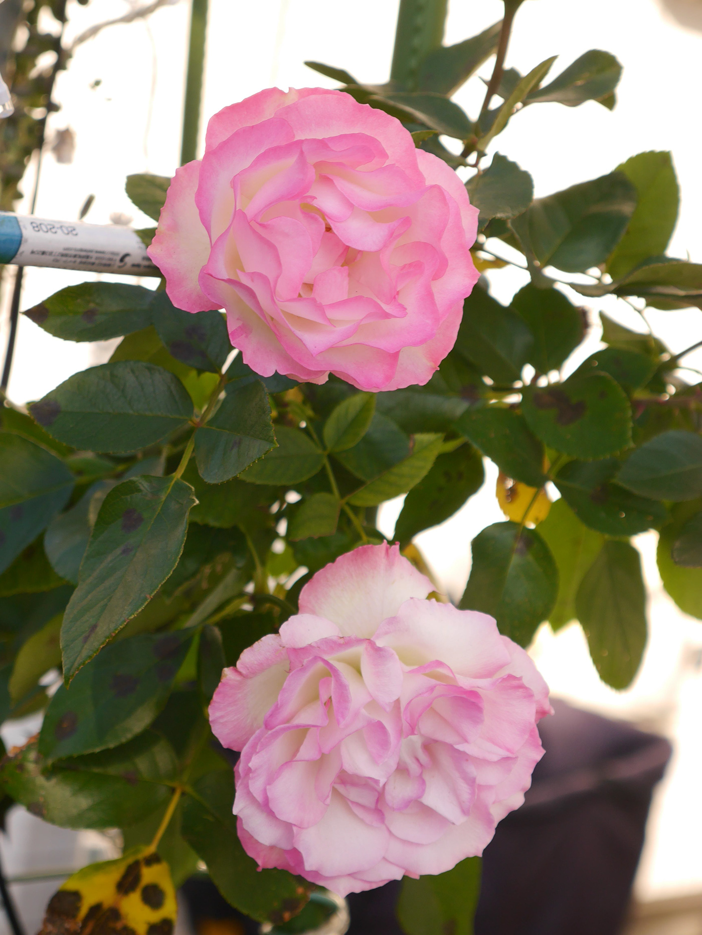 flower rose