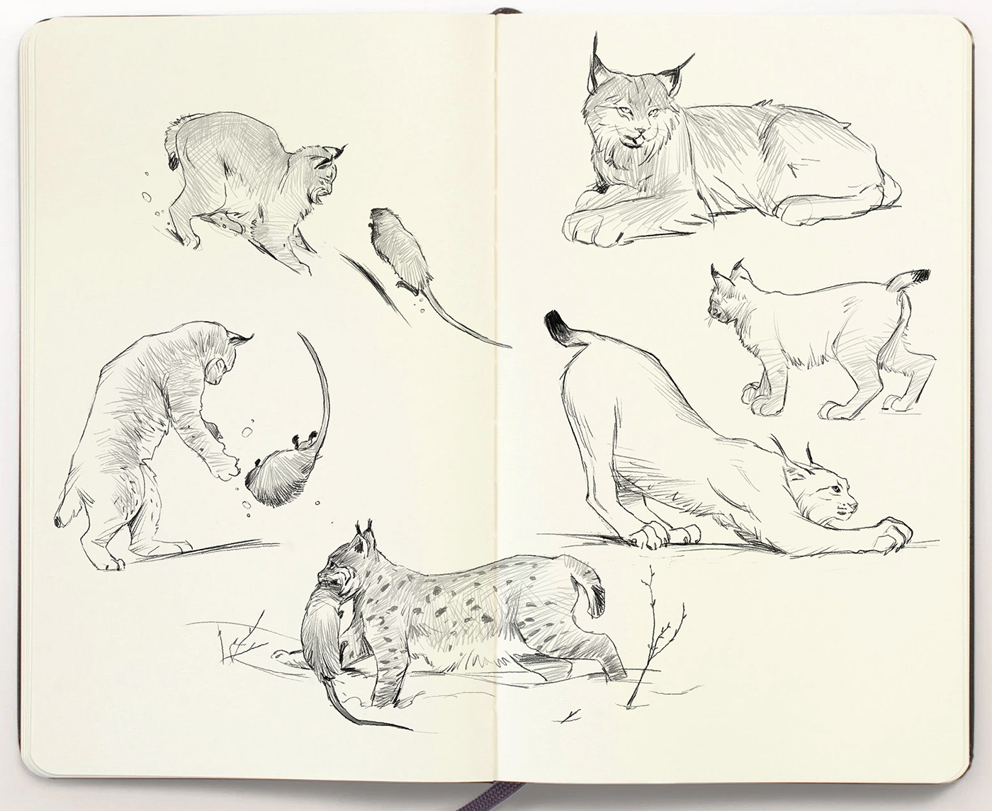 animals Digital Art  Drawing  pencil sketchbook sketches