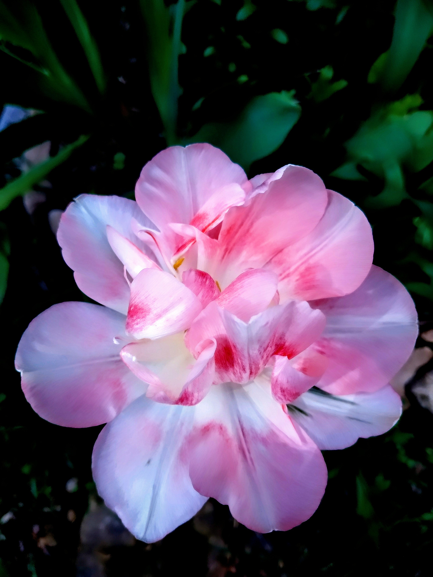 kiev photo Tenderness of tulips