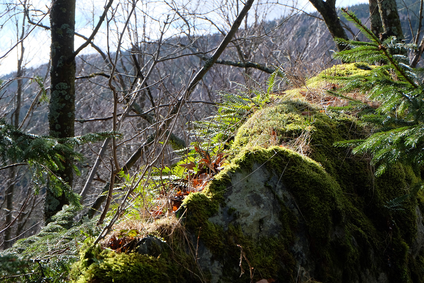 Tree  Nature forest Landscape mountains rocks