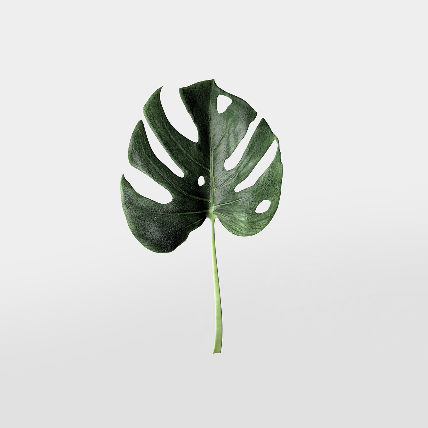 3D model Adobe InDesign Adobe Photoshop keyshot plants Render CGI greenery interior design  rendering