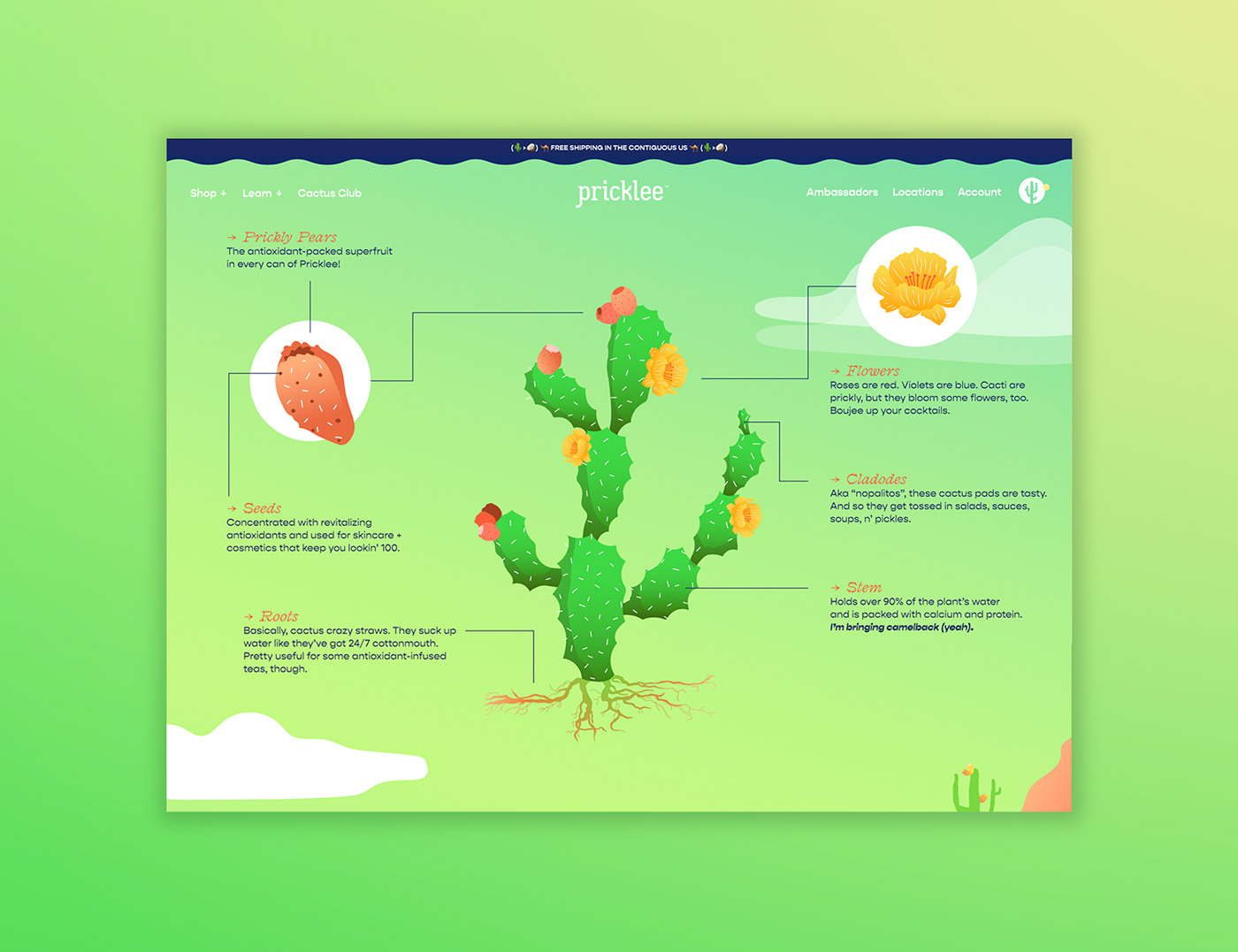 cactus desert design gradient graphic design  identity ILLUSTRATION  oasis social media Web Design 