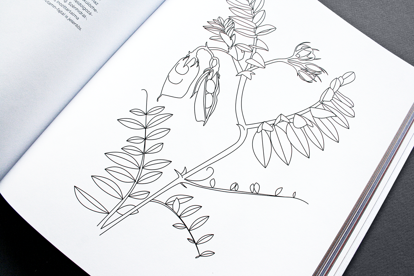 ILLUSTRATION  cookbook botanical legumes graphic design  plants gastronomy recipe healthy vegan