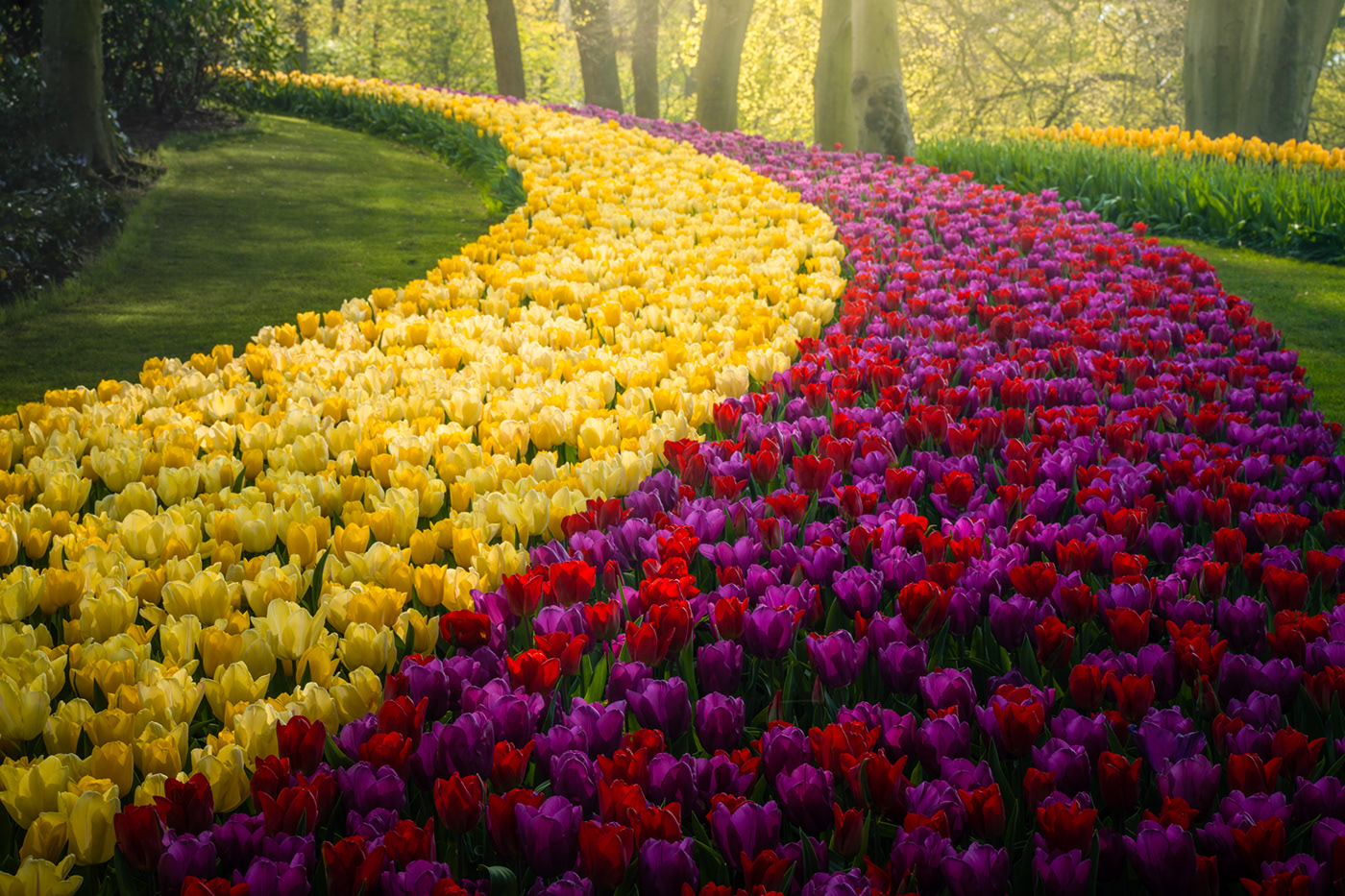 dutch Flowers garden keukenhof The Netherlands tulips